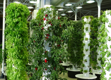 Mua trụ trồng rau ở đâu