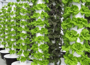 trụ trồng rau ngoài trời